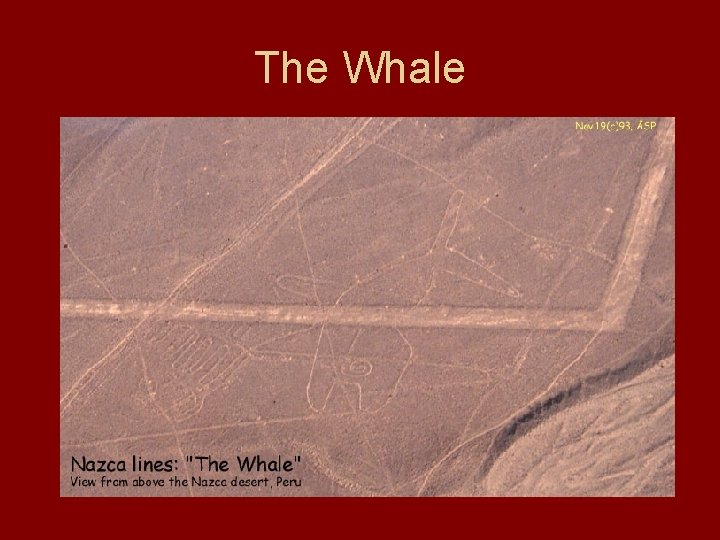 The Whale 