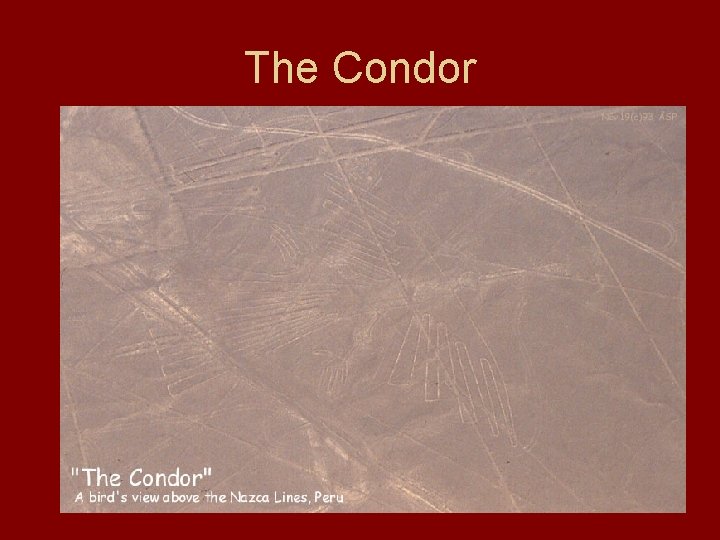 The Condor 