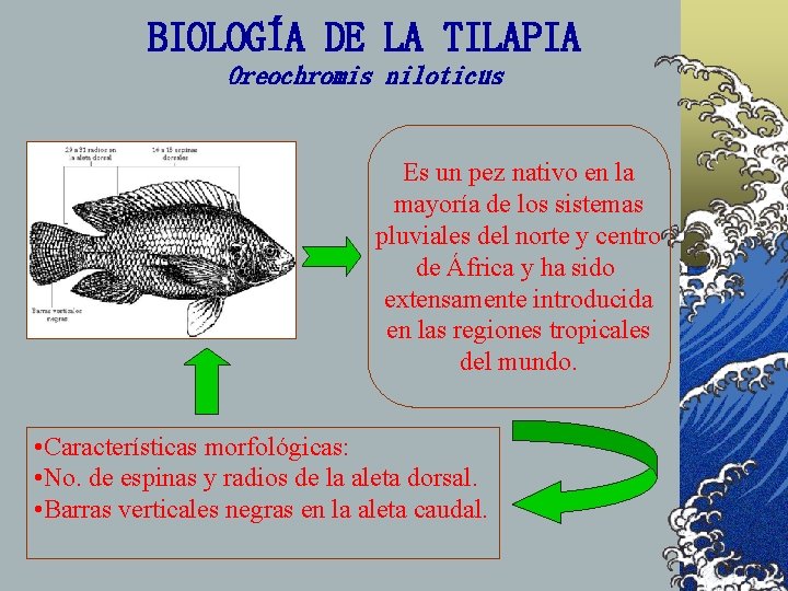 BIOLOGÍA DE LA TILAPIA Oreochromis niloticus Es un pez nativo en la mayoría de