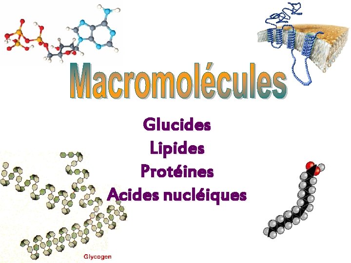 Glucides Lipides Protéines Acides nucléiques 