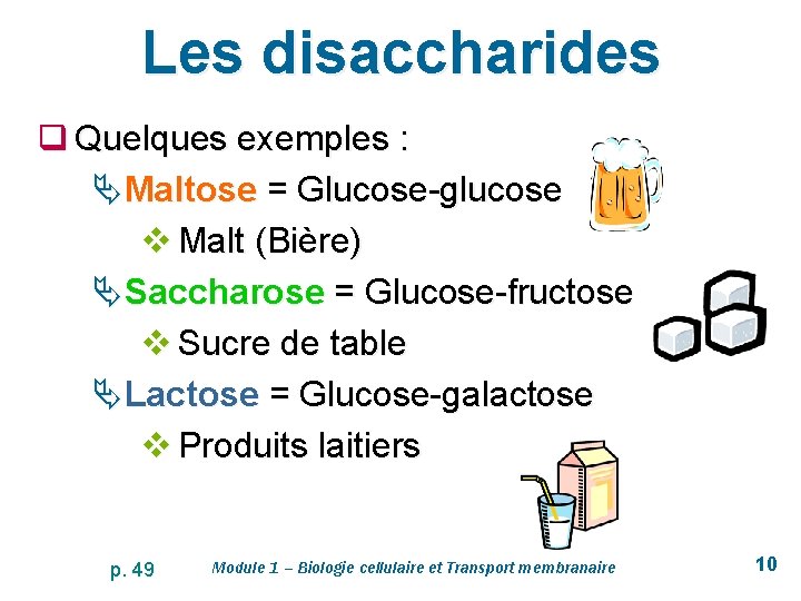 Les disaccharides q Quelques exemples : Ä Maltose = Glucose-glucose v Malt (Bière) Ä