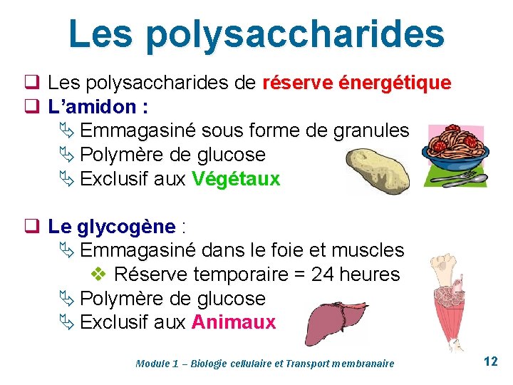 Les polysaccharides q Les polysaccharides de réserve énergétique q L’amidon : Ä Emmagasiné sous