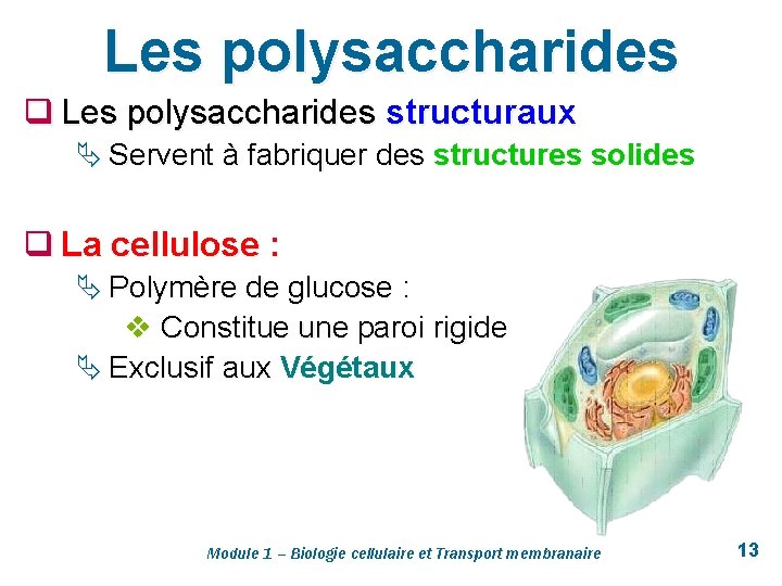 Les polysaccharides q Les polysaccharides structuraux Ä Servent à fabriquer des structures solides q