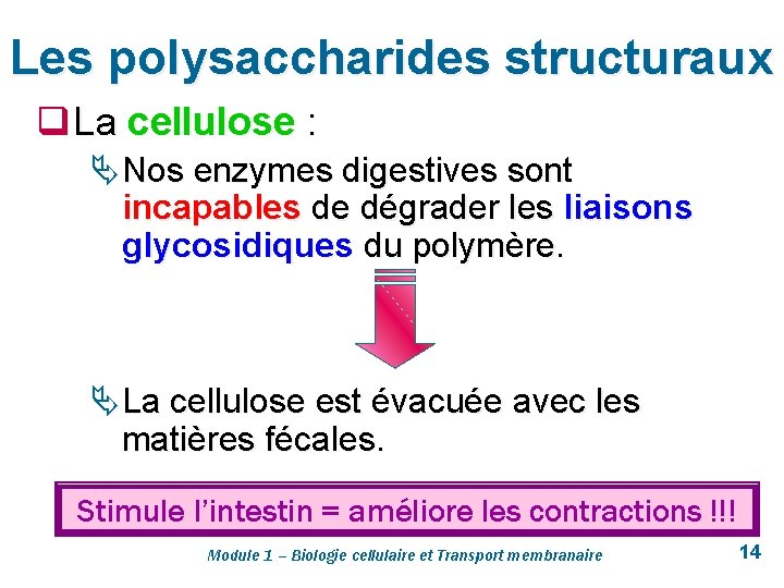 Les polysaccharides structuraux q La cellulose : Ä Nos enzymes digestives sont incapables de