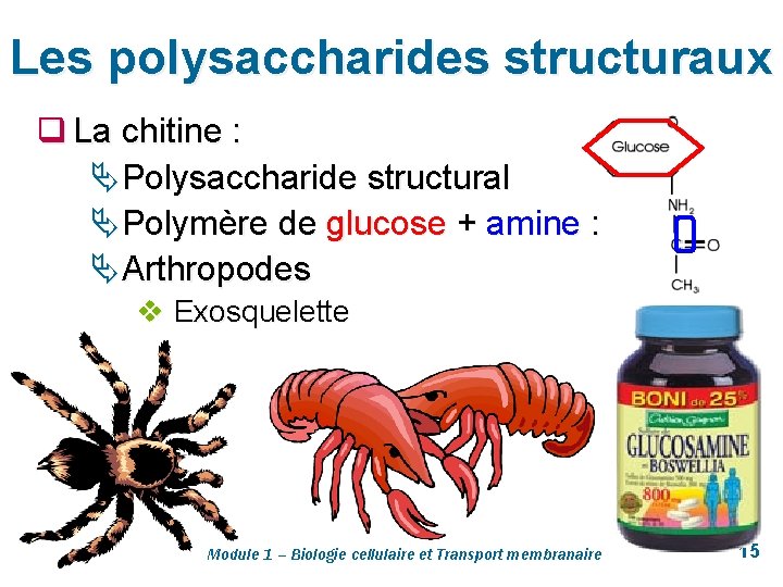 Les polysaccharides structuraux q La chitine : Ä Polysaccharide structural Ä Polymère de glucose