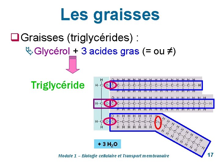 Les graisses q Graisses (triglycérides) : Ä Glycérol + 3 acides gras (= ou
