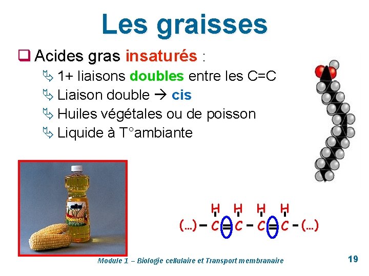 Les graisses q Acides gras insaturés : Ä 1+ liaisons doubles entre les C=C