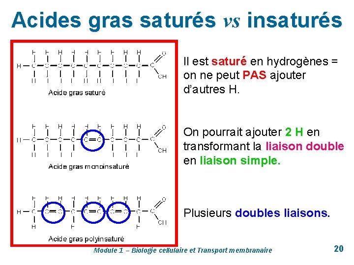 Acides gras saturés vs insaturés Il est saturé en hydrogènes = on ne peut