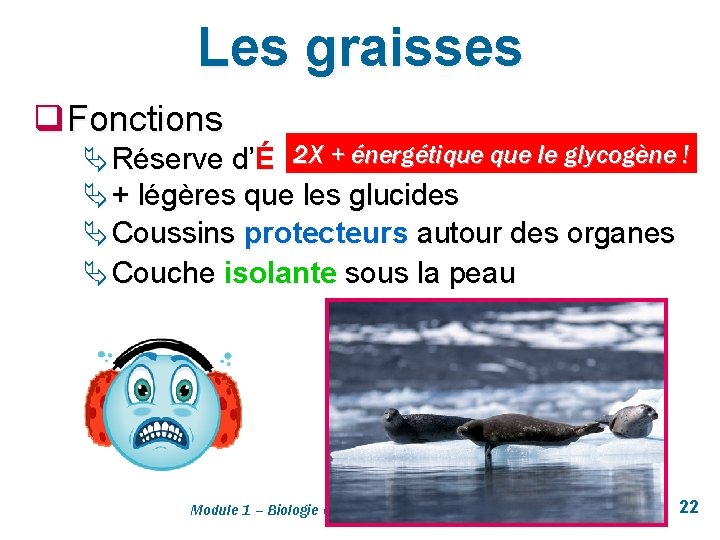 Les graisses q Fonctions Ä Réserve d’É 2 X + énergétique le glycogène !