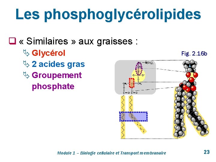 Les phosphoglycérolipides q « Similaires » aux graisses : Ä Glycérol Ä 2 acides