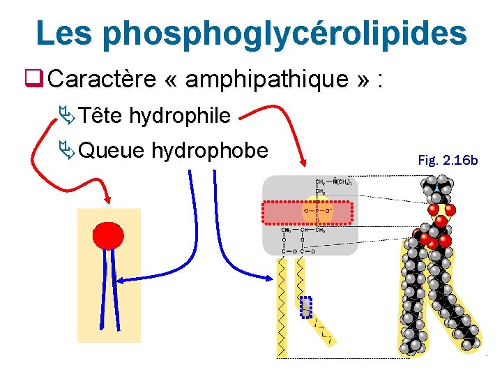 Les phosphoglycérolipides q Caractère « amphipathique » : Ä Tête hydrophile Ä Queue hydrophobe