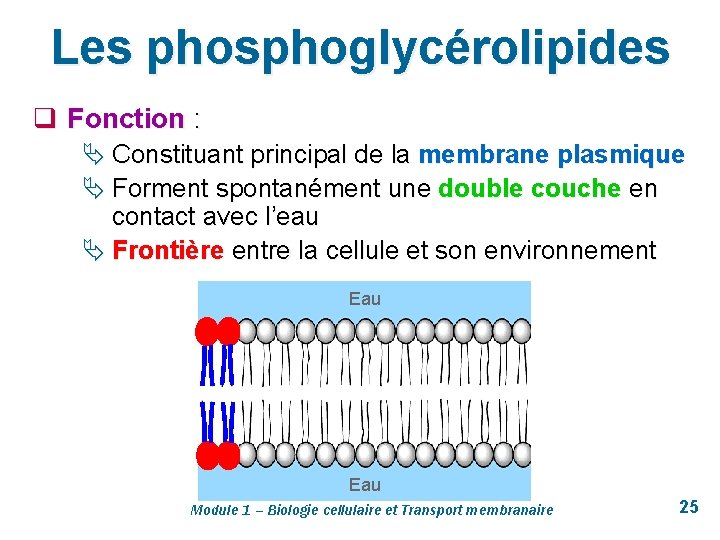 Les phosphoglycérolipides q Fonction : Ä Constituant principal de la membrane plasmique Ä Forment