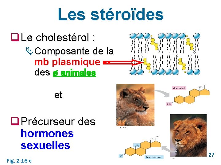 Les stéroïdes q Le cholestérol : Ä Composante de la mb plasmique des ¢
