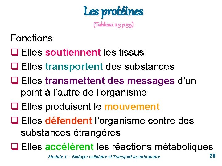 Les protéines (Tableau 2. 3 p. 59) Fonctions q Elles soutiennent les tissus q