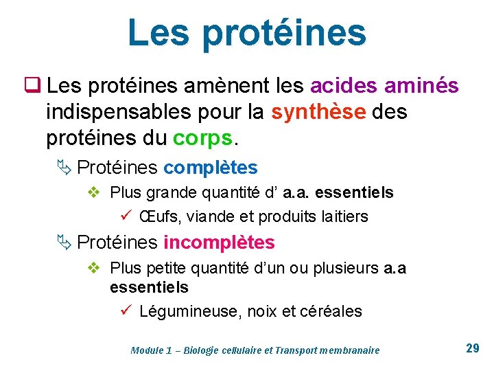 Les protéines q Les protéines amènent les acides aminés indispensables pour la synthèse des