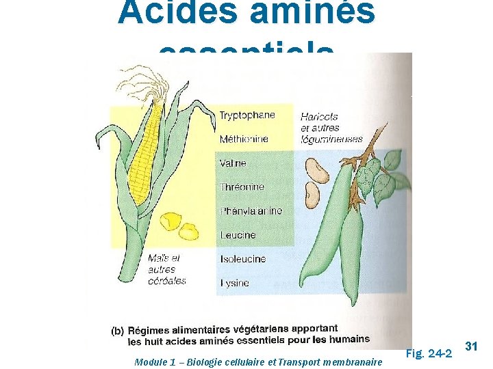 Acides aminés essentiels Module 1 – Biologie cellulaire et Transport membranaire Fig. 24 -2