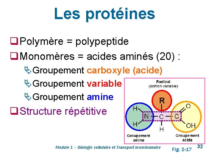 Les protéines q Polymère = polypeptide q Monomères = acides aminés (20) : Ä