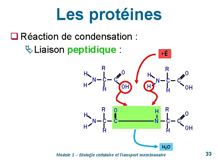 Les protéines q Réaction de condensation : Ä Liaison peptidique : H H R