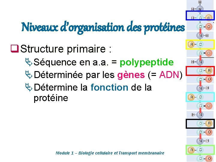 Niveaux d’organisation des protéines q Structure primaire : Ä Séquence en a. a. =