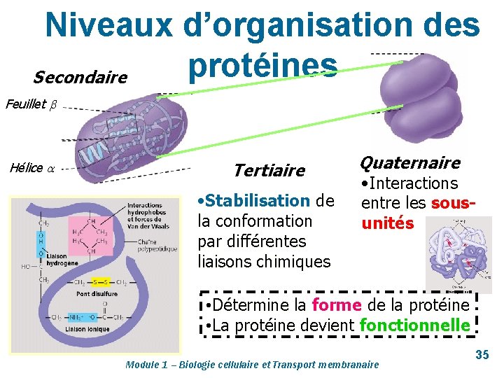 Niveaux d’organisation des protéines Secondaire Feuillet Hélice Tertiaire • Stabilisation de la conformation par