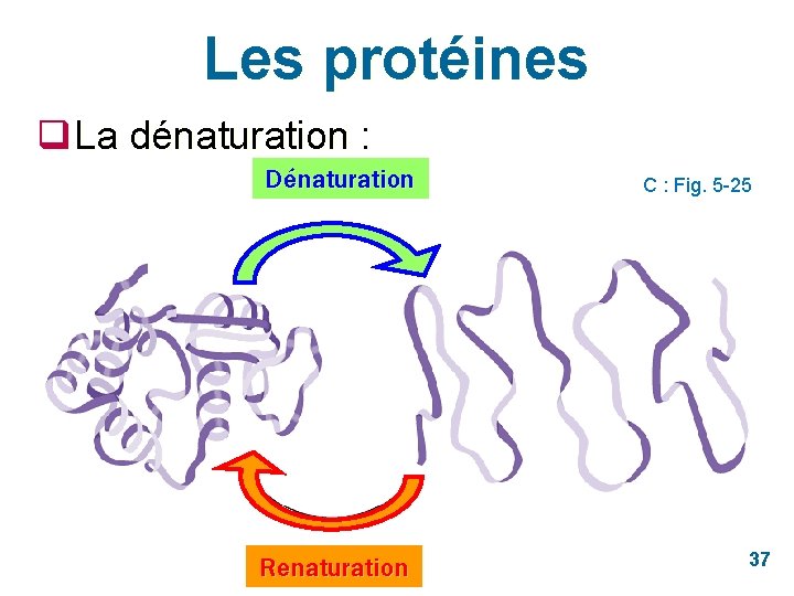 Les protéines q La dénaturation : Dénaturation Renaturation C : Fig. 5 -25 37