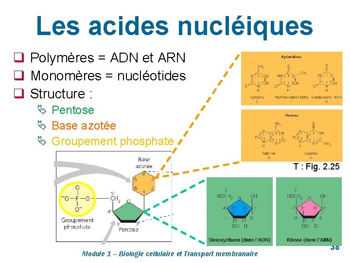 Les acides nucléiques q Polymères = ADN et ARN q Monomères = nucléotides q