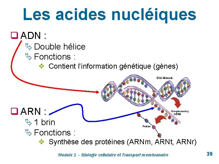 Les acides nucléiques q ADN : Ä Double hélice Ä Fonctions : v Contient