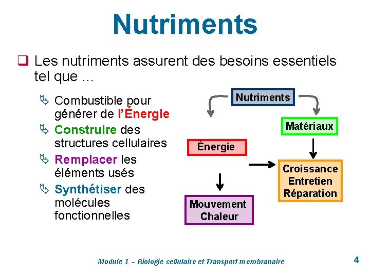 Nutriments q Les nutriments assurent des besoins essentiels tel que … Ä Combustible pour