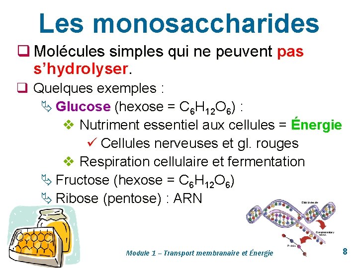 Les monosaccharides q Molécules simples qui ne peuvent pas s’hydrolyser. q Quelques exemples :