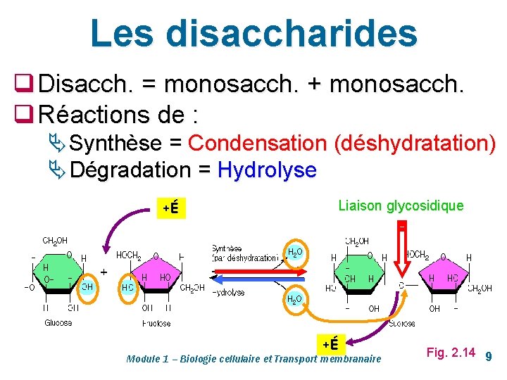 Les disaccharides q Disacch. = monosacch. + monosacch. q Réactions de : Ä Synthèse