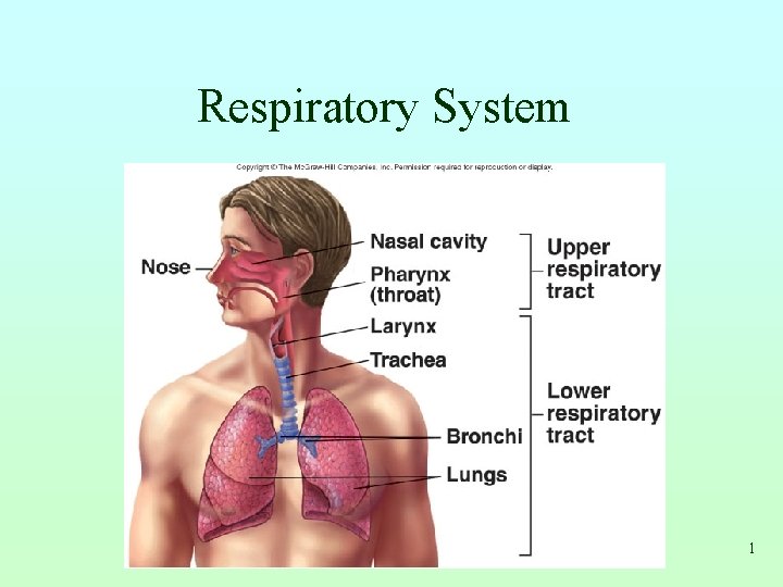 Respiratory System 1 