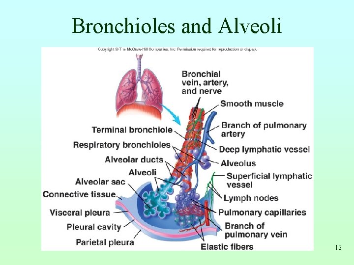 Bronchioles and Alveoli 12 