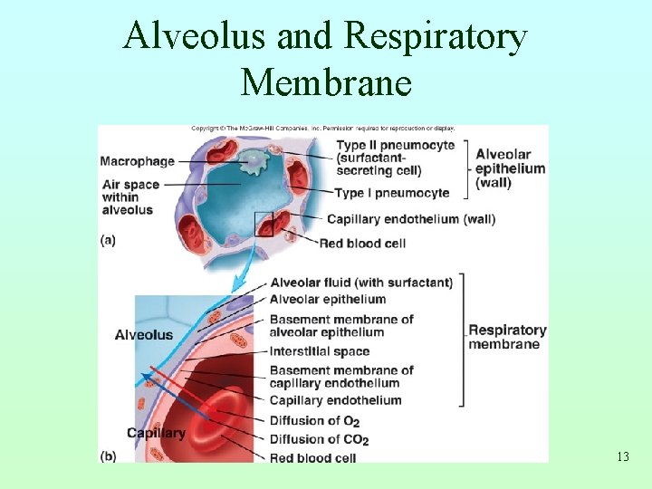 Alveolus and Respiratory Membrane 13 