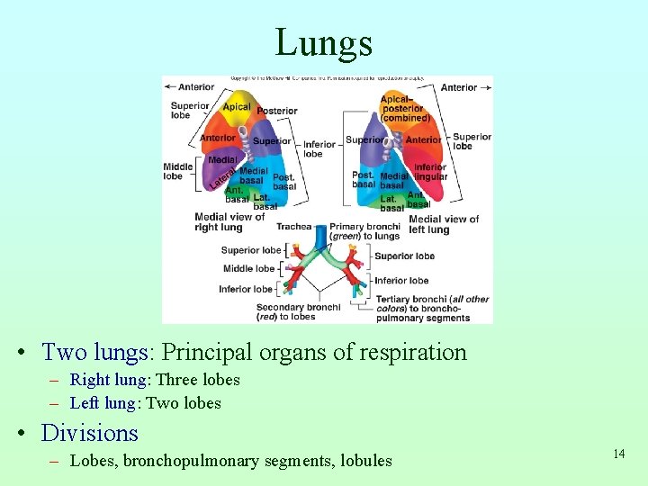 Lungs • Two lungs: Principal organs of respiration – Right lung: Three lobes –