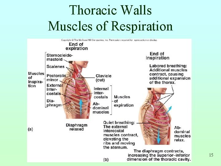 Thoracic Walls Muscles of Respiration 15 