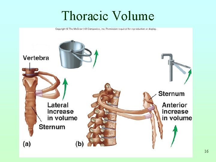 Thoracic Volume 16 