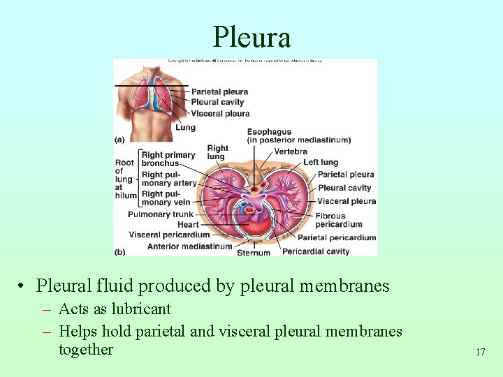 Pleura • Pleural fluid produced by pleural membranes – Acts as lubricant – Helps