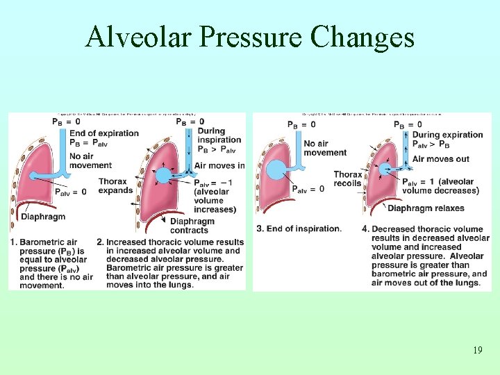 Alveolar Pressure Changes 19 