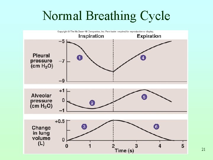 Normal Breathing Cycle 21 