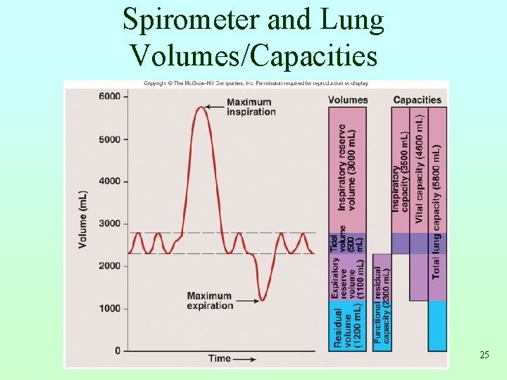 Spirometer and Lung Volumes/Capacities 25 