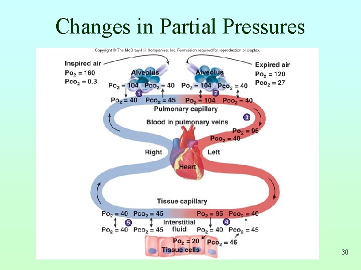 Changes in Partial Pressures 30 