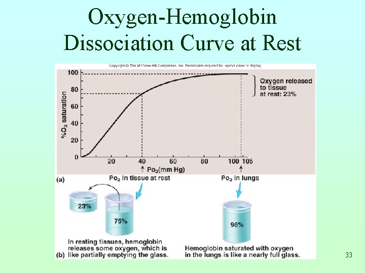 Oxygen-Hemoglobin Dissociation Curve at Rest 33 