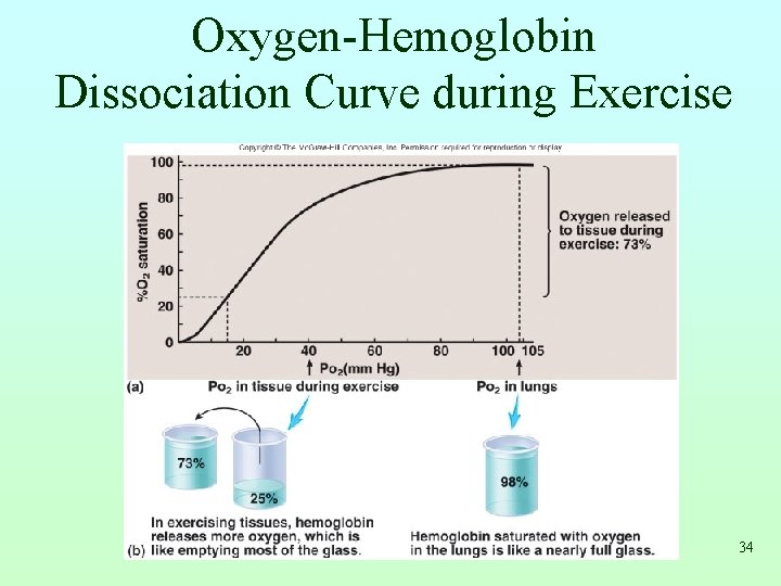 Oxygen-Hemoglobin Dissociation Curve during Exercise 34 