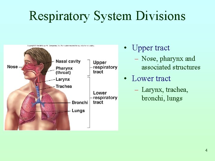Respiratory System Divisions • Upper tract – Nose, pharynx and associated structures • Lower