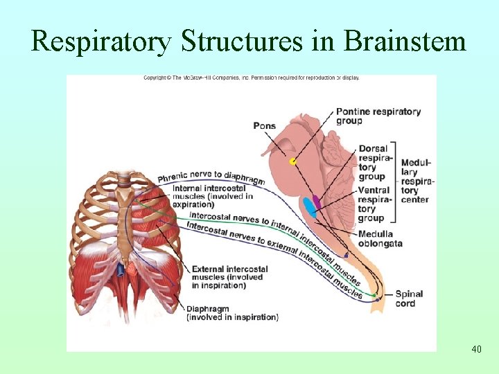 Respiratory Structures in Brainstem 40 