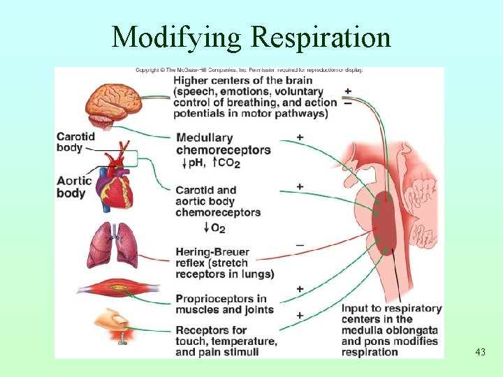 Modifying Respiration 43 