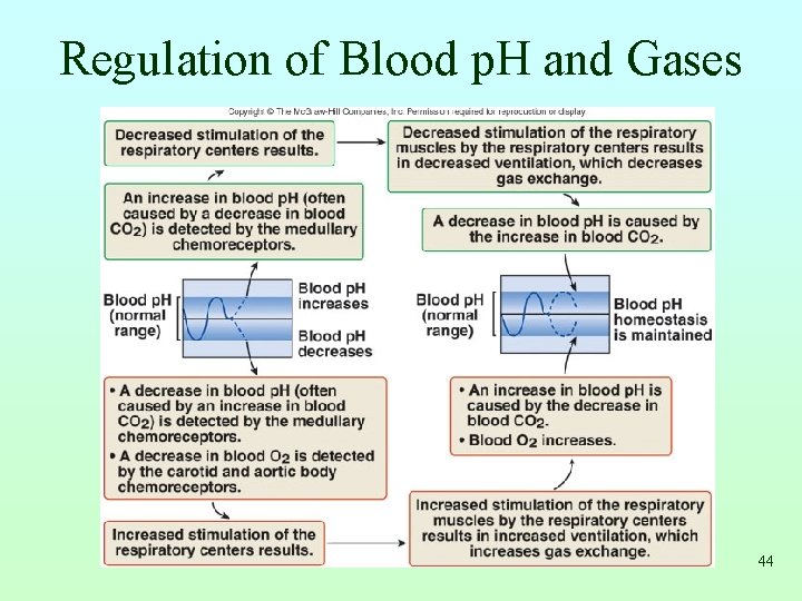Regulation of Blood p. H and Gases 44 