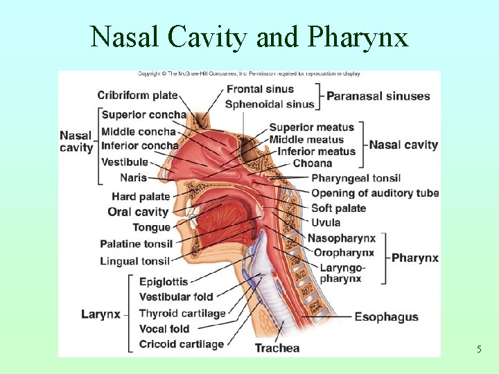 Nasal Cavity and Pharynx 5 