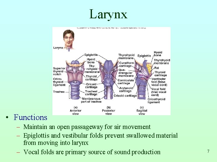 Larynx • Functions – Maintain an open passageway for air movement – Epiglottis and