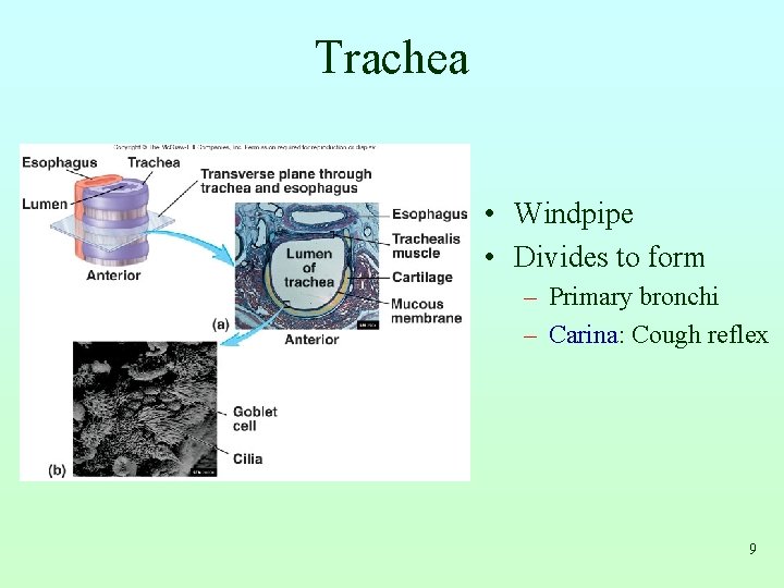 Trachea Insert Fig 23. 5 all but b • Windpipe • Divides to form